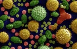 microscopic allergies